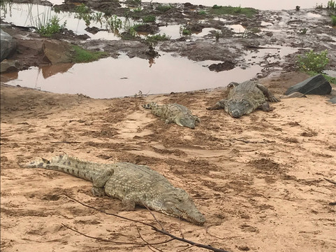 Ogutu Safari-马林地必去景点