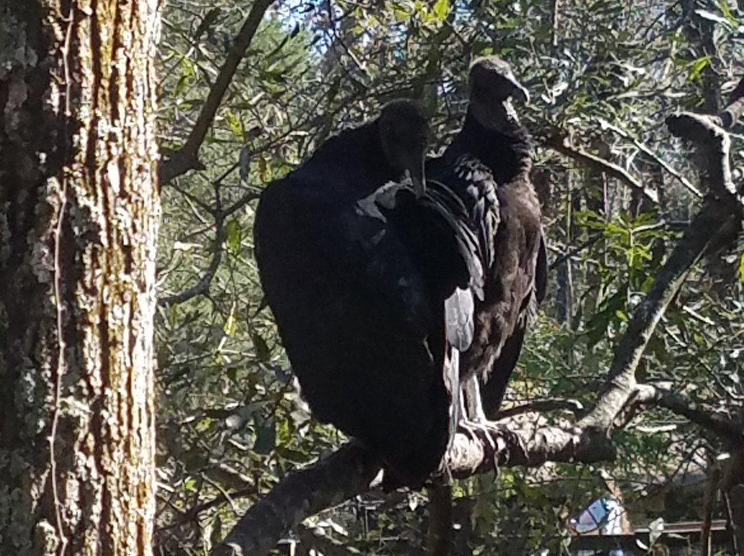 Ellie Schiller Homosassa Springs Wildlife State Park-Homosassa Springs必去景点