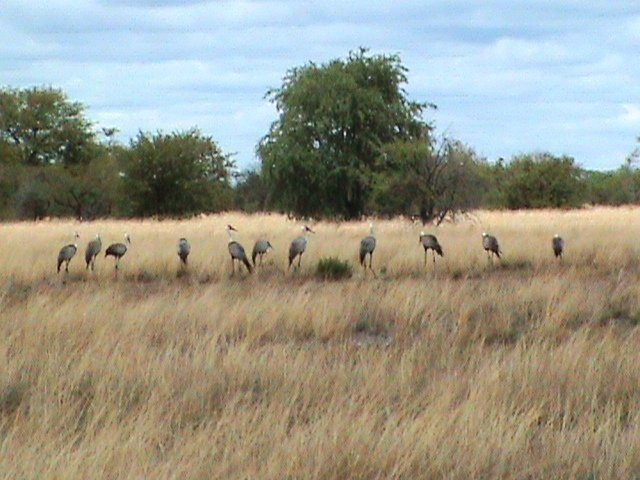 Tsumkwe旅游攻略图片