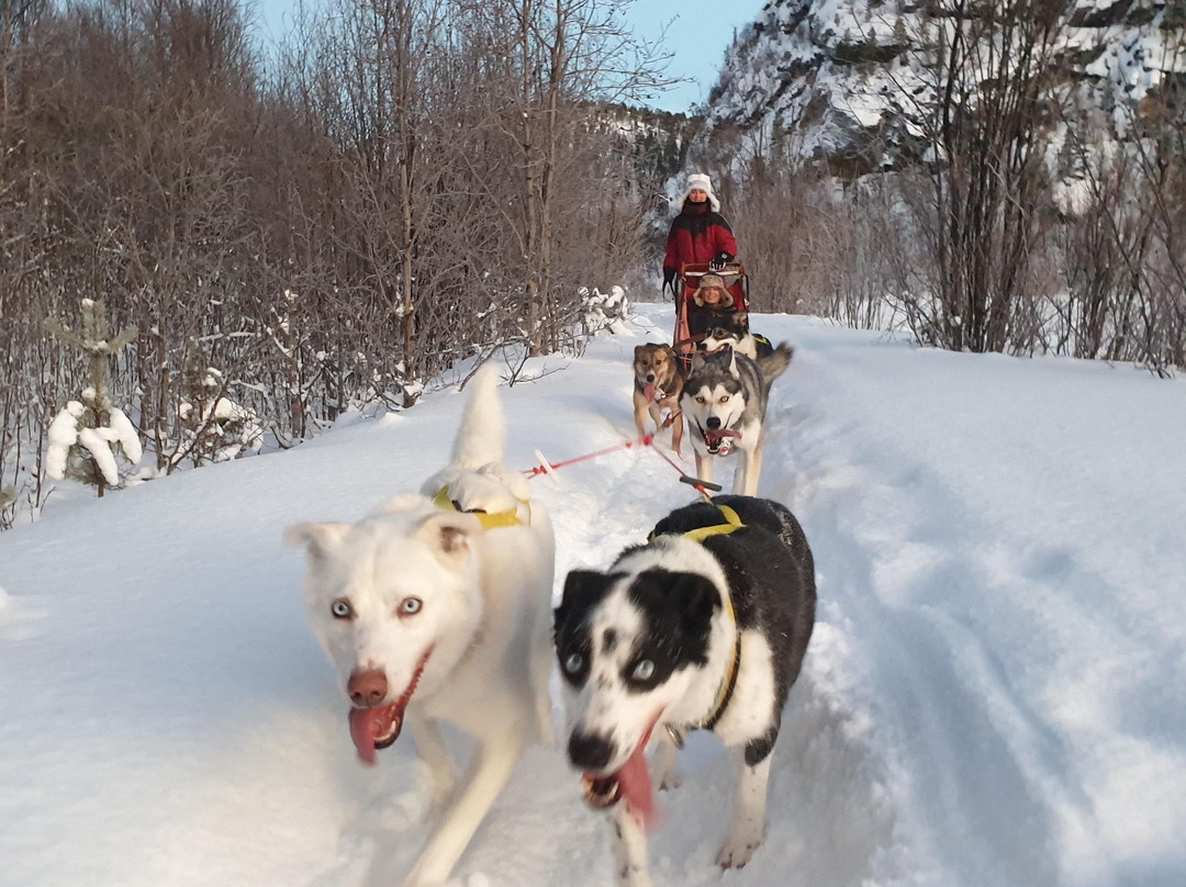 HORISONT HUSKY - Dogsled adventures and expeditions in the Arctic