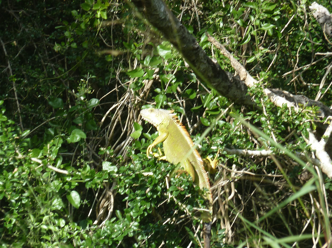Cabo Rojo National Wildlife Refuge-Cabo Rojo必去景点
