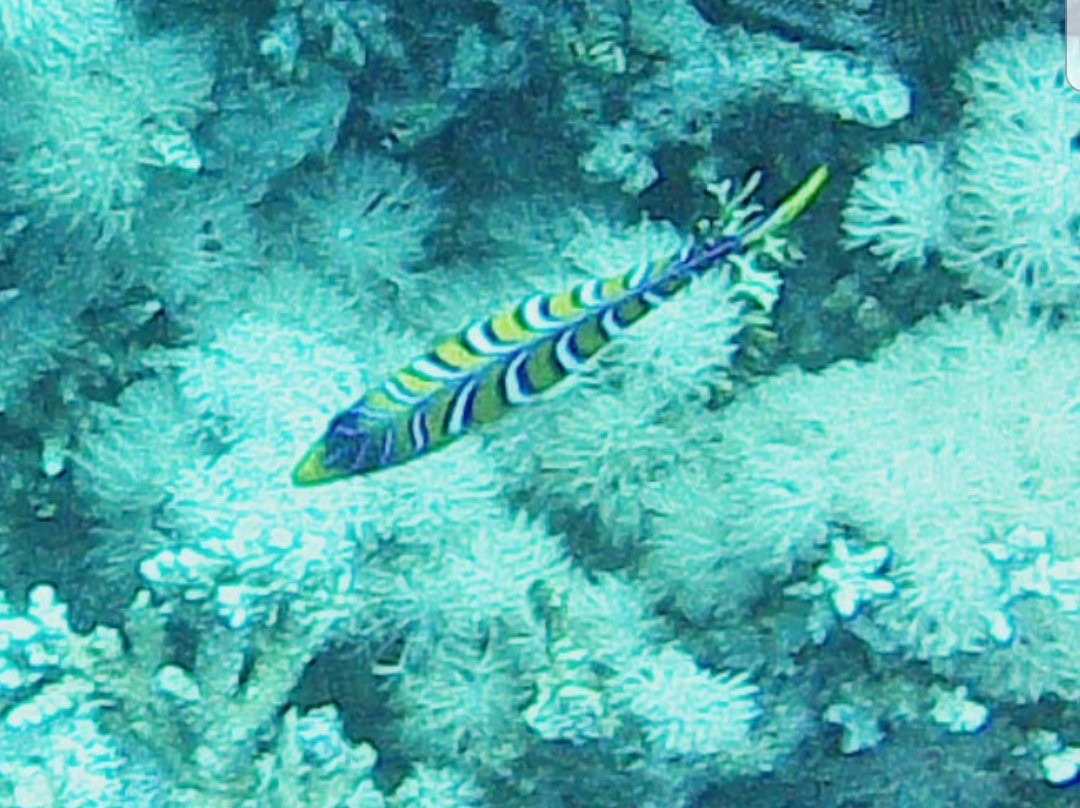 Coraya Divers Coraya Bay-马萨阿拉姆必去景点
