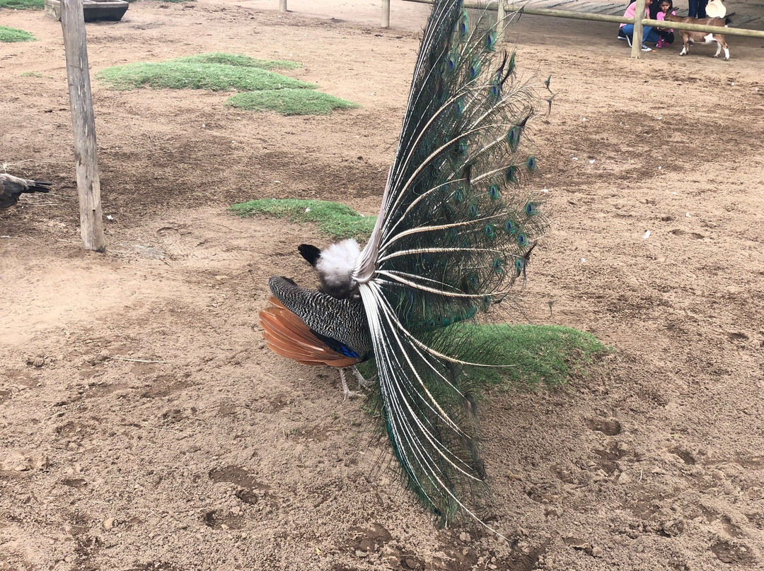 Flag Animal Farm-塩石必去景点