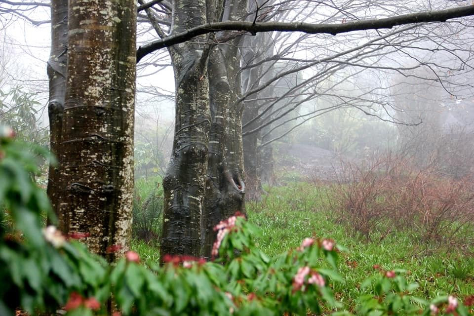 Cloudehill Nursery and Gardens-奥林达必去景点