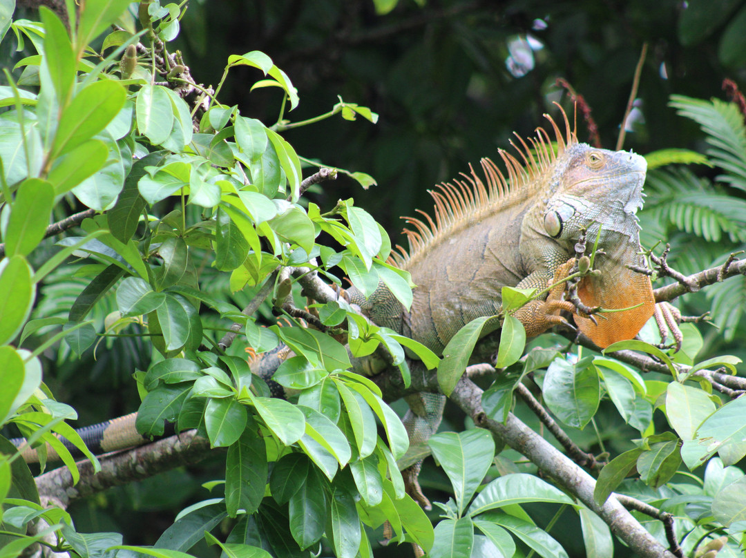 Laguna Lodge Tortuguero主图