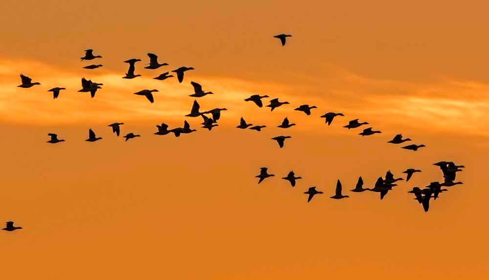 Bitter Lake National Wildlife Refuge-罗斯威尔必去景点