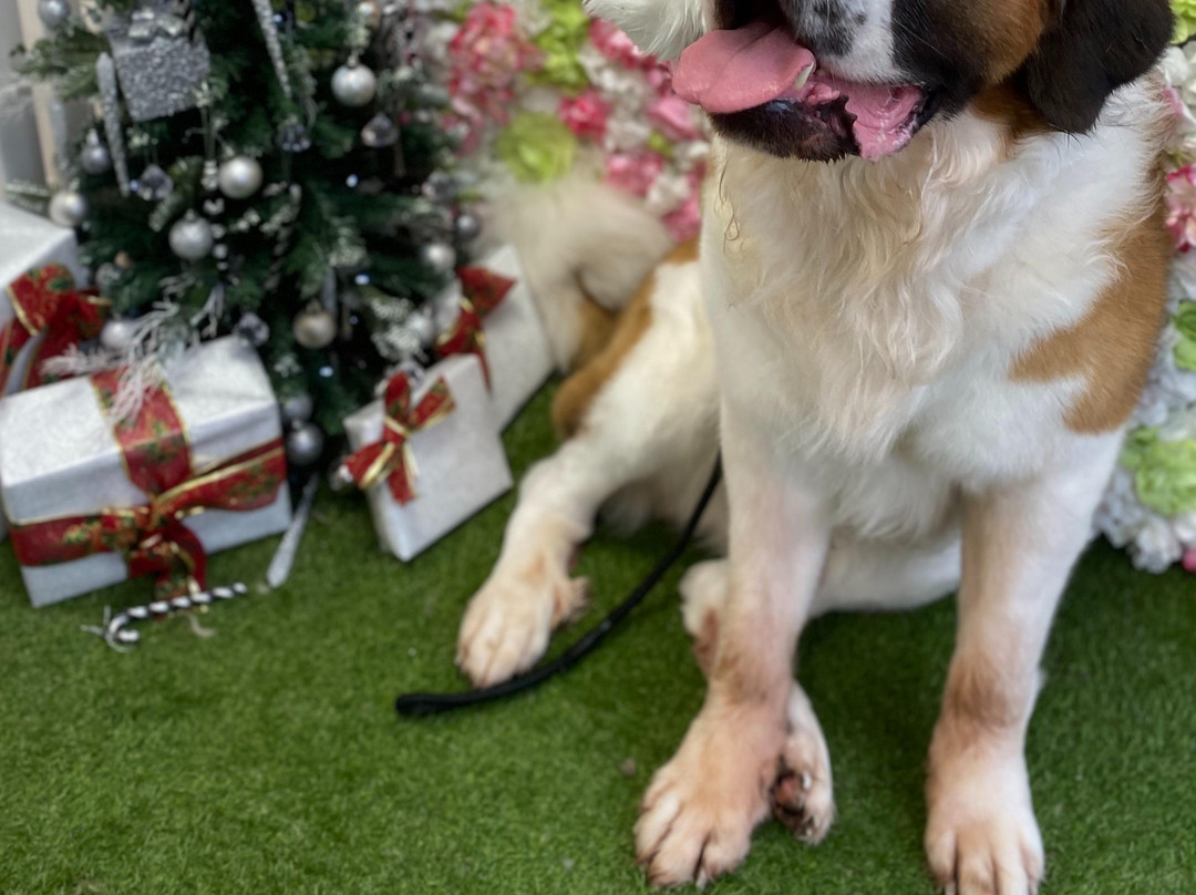 Canine Cutting Club-Stockton Heath必去景点