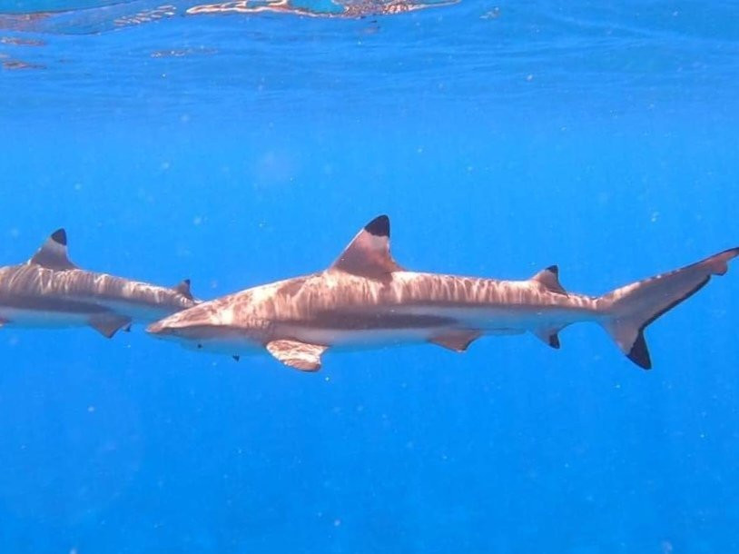 Bora Bora Lagoon cruise-瓦伊塔佩必去景点