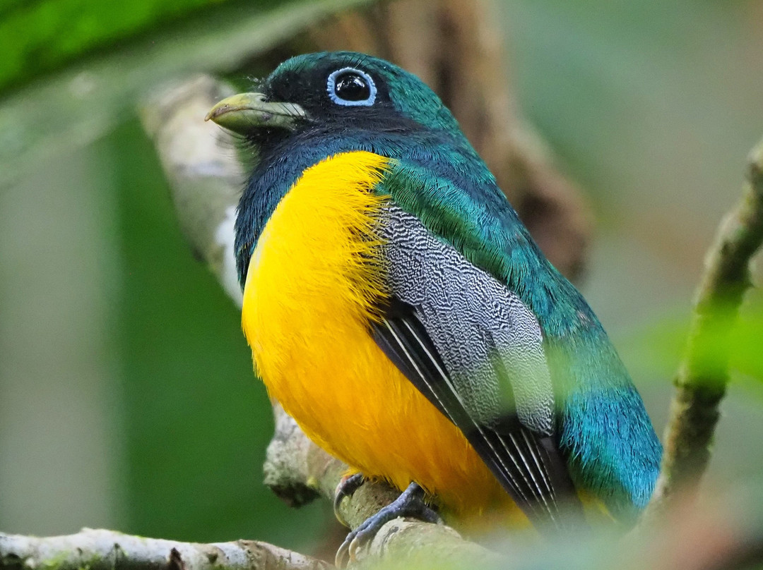 Panama Pipeline Bird Tours景点图片