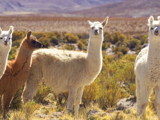 Belaggio EVT-萨尔塔必去景点