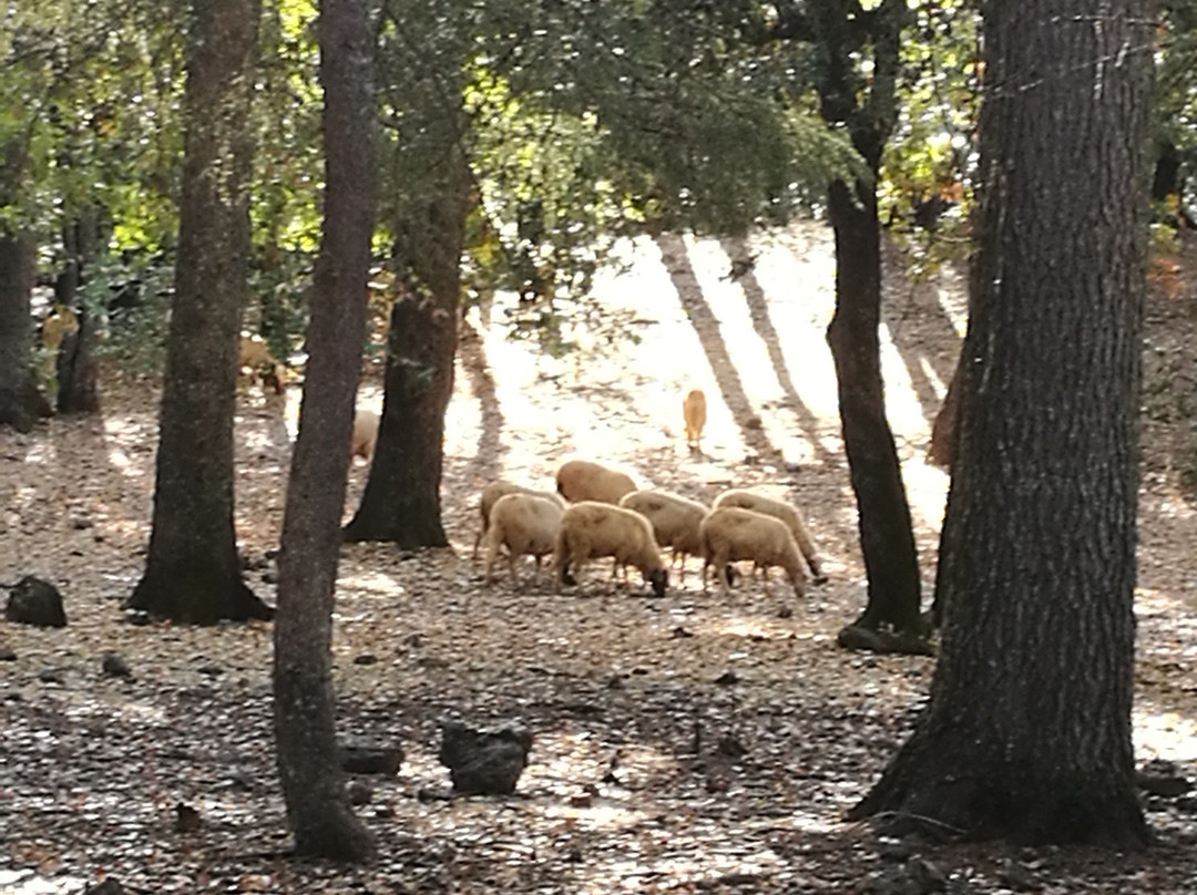 Gite Ferme D'hotes Les Jardins D'azrou主图