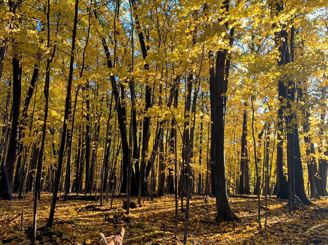 Black Creek Park景点图片