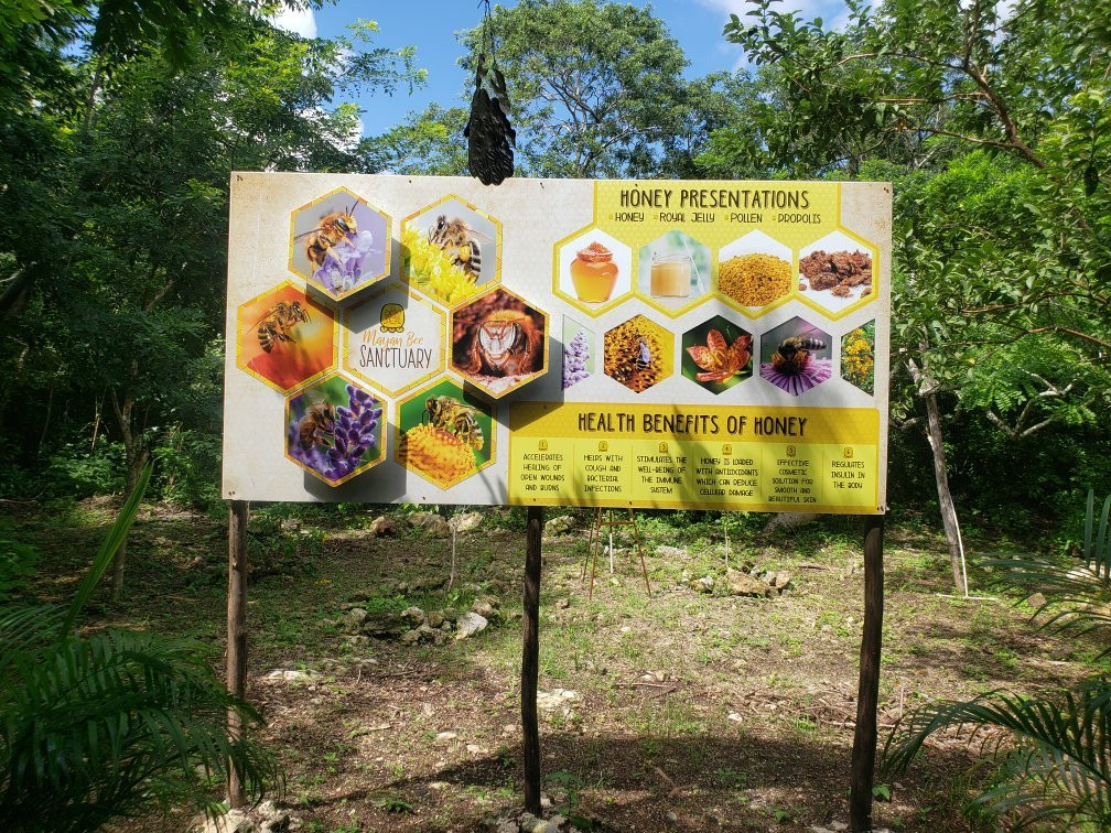 Mayan Bee Sanctuary景点图片