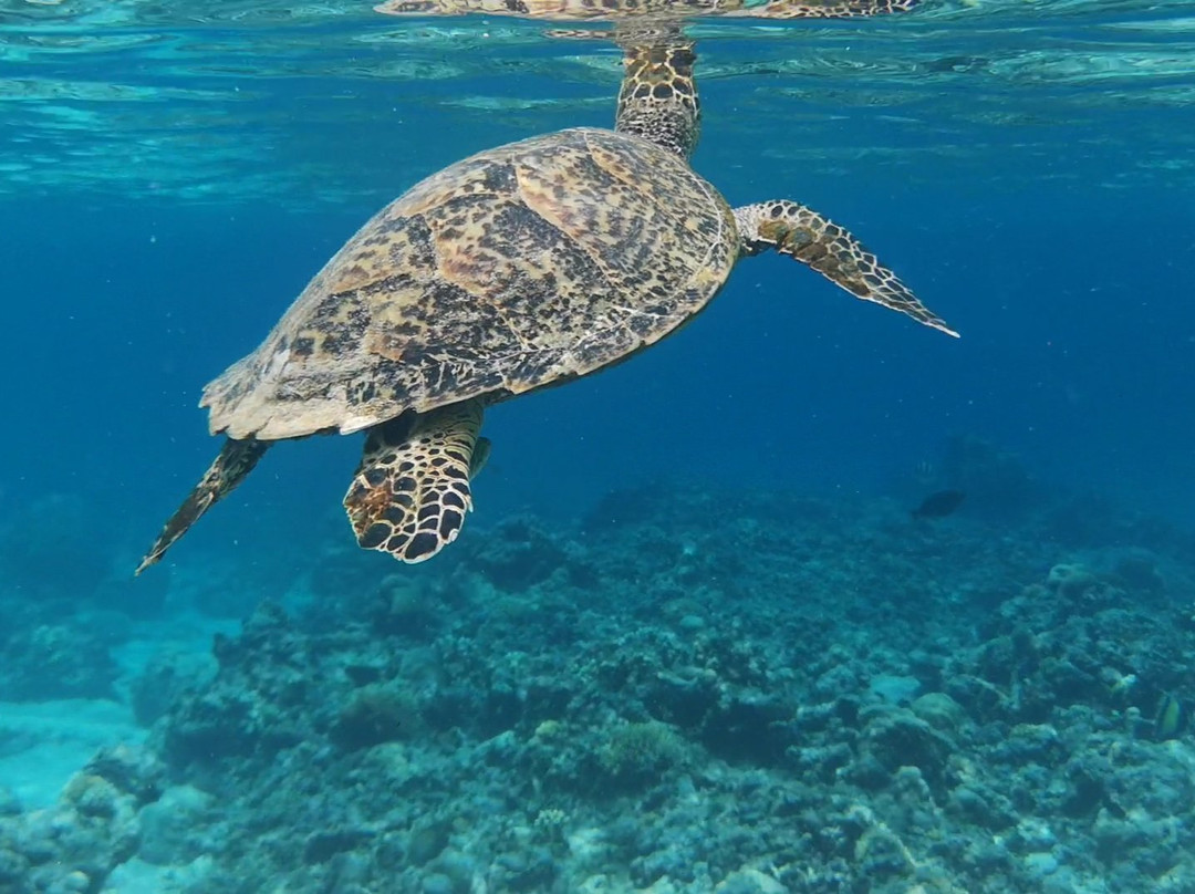 Gili View-吉利特拉万安必去景点