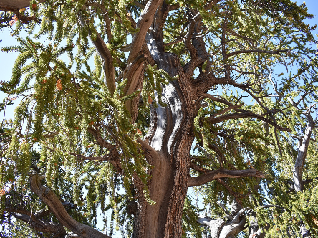 Bristlecone Pine Trail景点图片