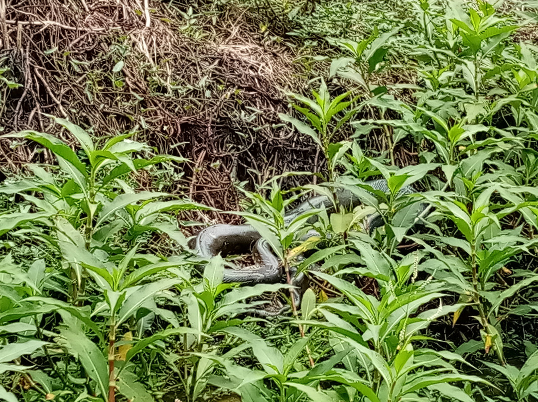 Macaw Jungle Expeditions主图