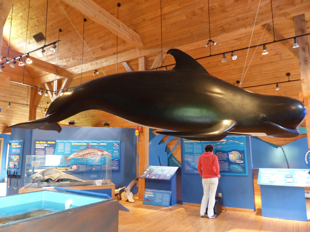Whale Interpretive Centre景点图片