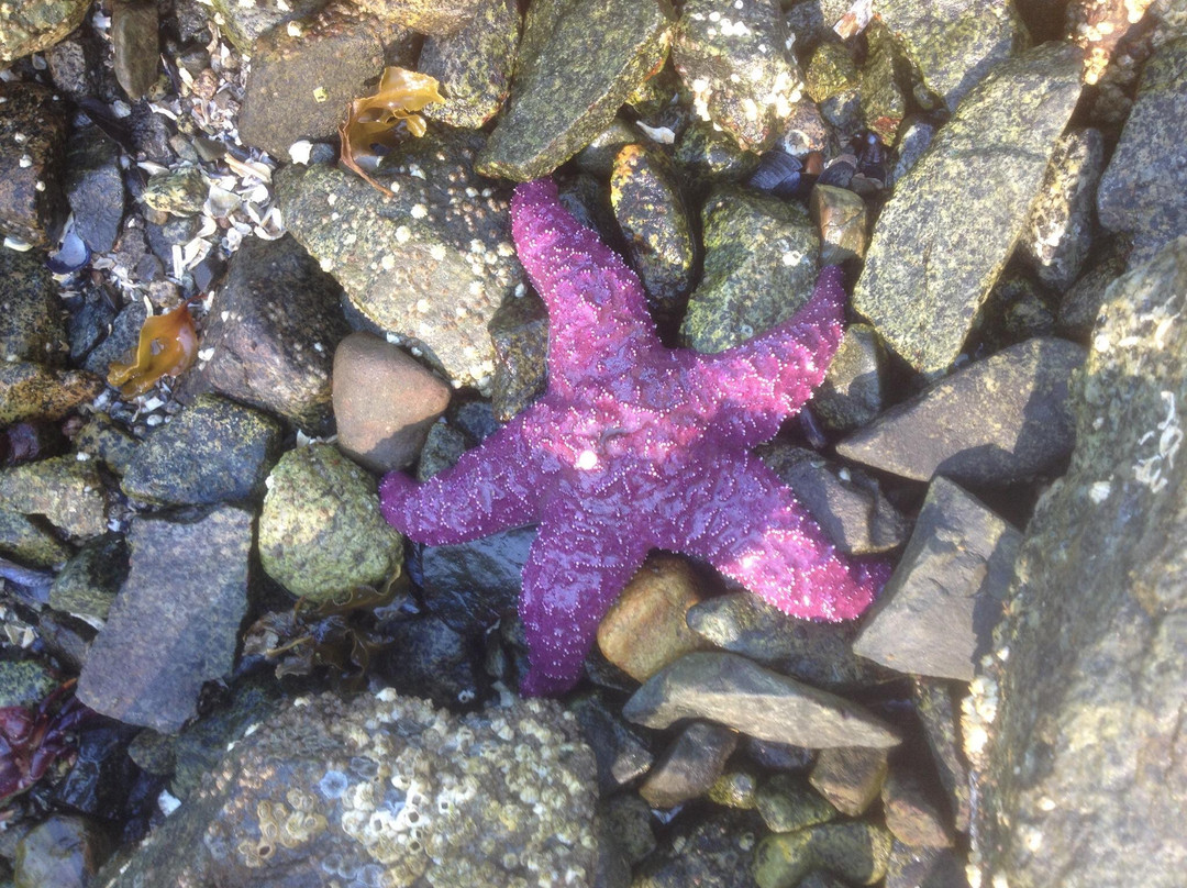 Smuggler Cove Marine Provincial Park景点图片