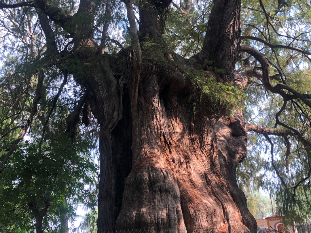 Parque Ecologico "Los Sabinos"景点图片