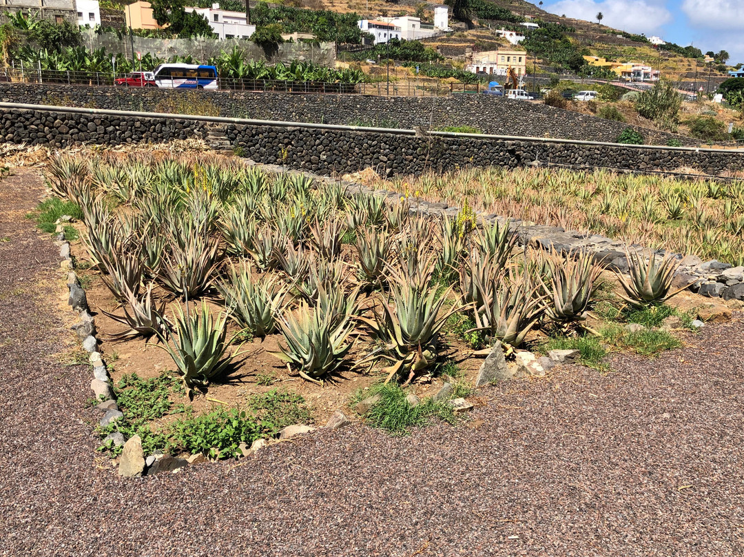 Finca Canarias Aloe Vera景点图片