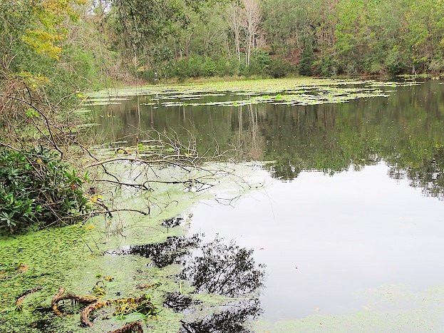 Jacksonville Arboreteum & Gardens景点图片