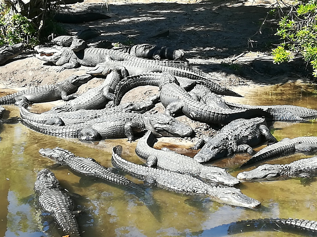 Crocodile Crossing (at Alligator Farm)景点图片