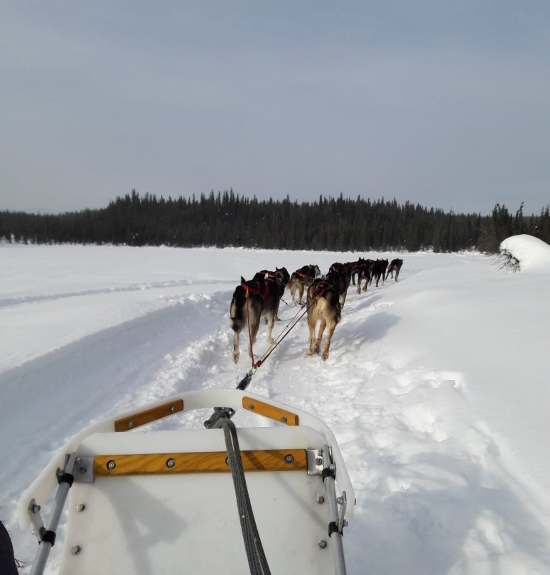 Frisky Pups Bed & Breakfast and Sled Dog Tours-费尔班克斯必去景点