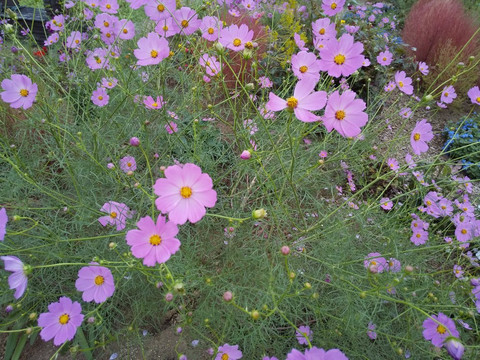 Hana no Oasis-鸿巢市必去景点