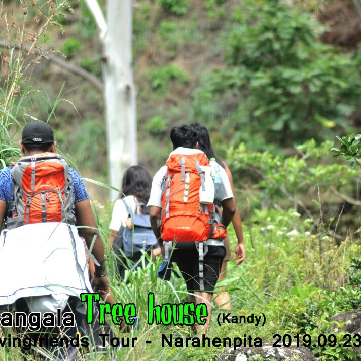Tree House Rangala主图