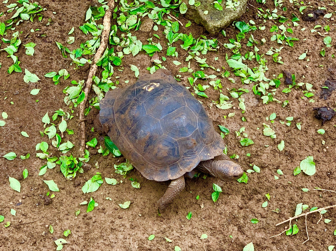 Galapaguera de Cerro Colorado景点图片