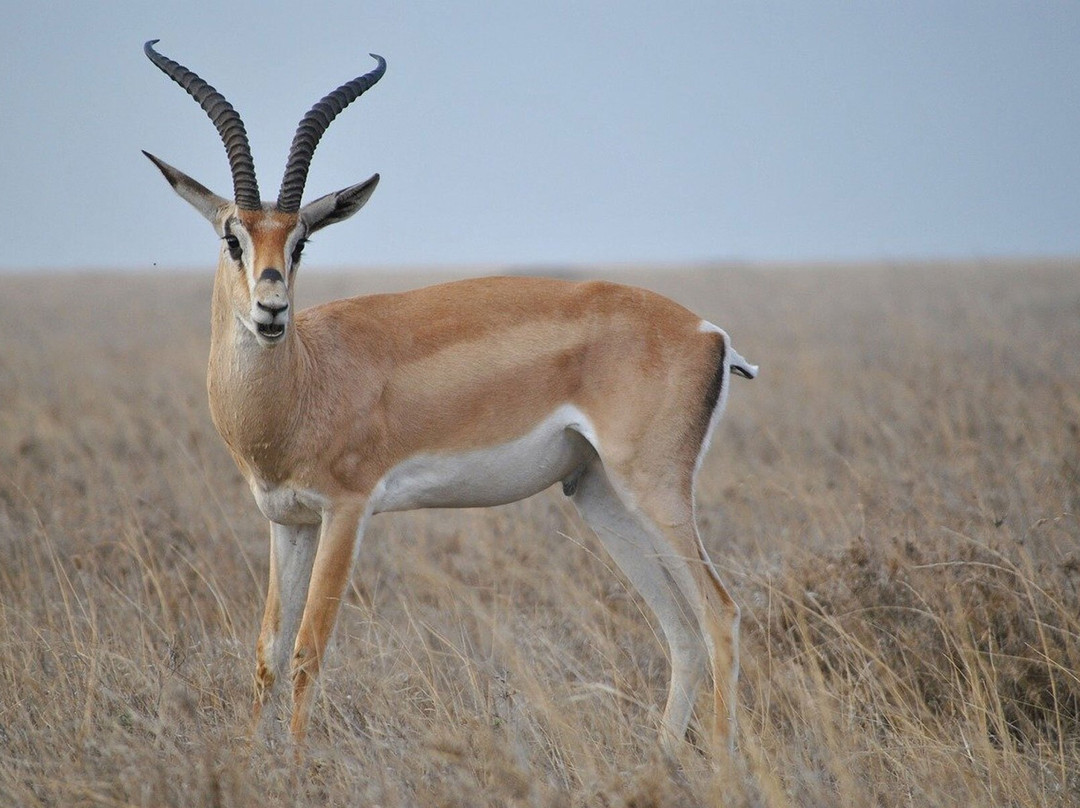 Sarafu Travel-阿鲁沙必去景点