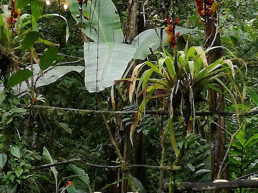 Casa Divina Eco Lodge主图