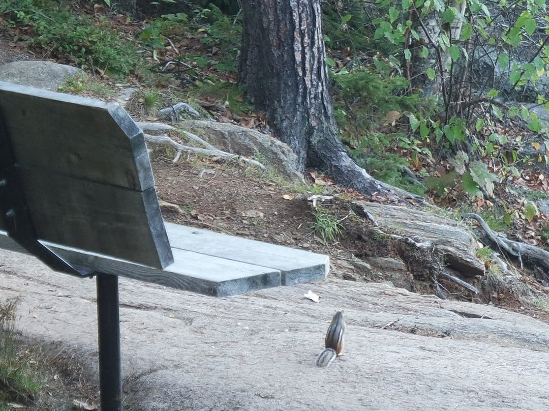 Beaver Pond Trail-阿冈昆公园必去景点
