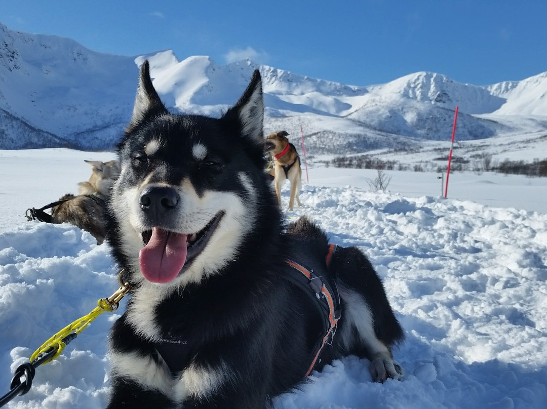 Husky Andøy Uwe Baumgärtel景点图片