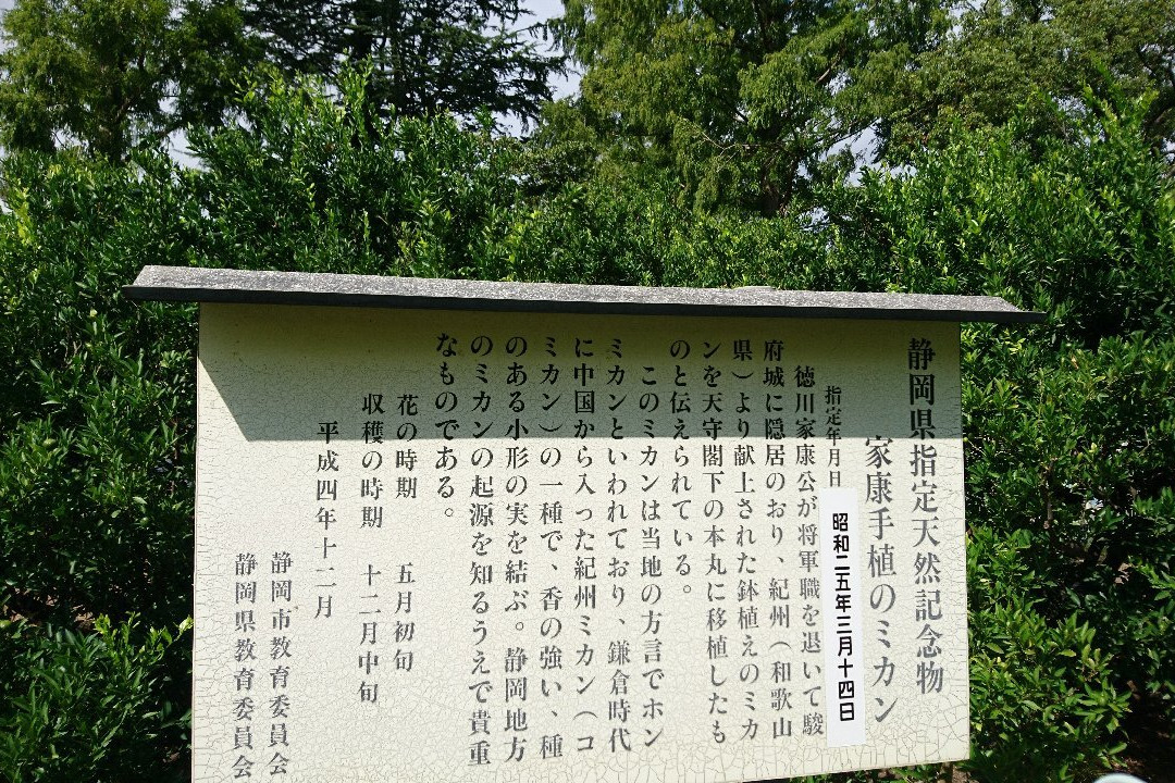 Orange Trees Planted by Ieyasu Tokugawa-静冈市必去景点