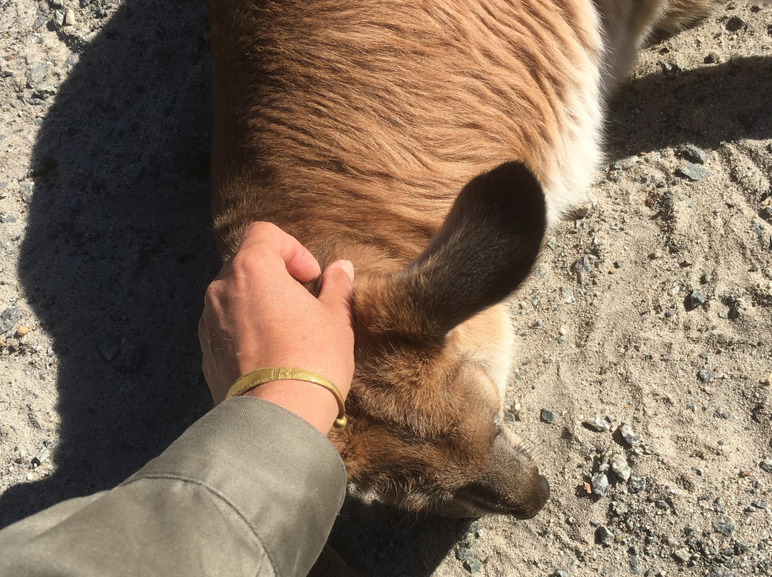 Cohunu Wildlife park景点图片