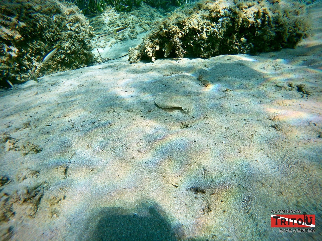 Alonissos Triton Dive Center景点图片