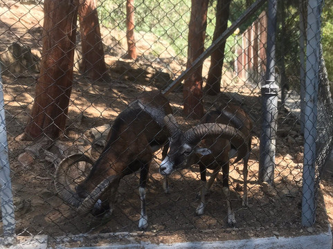 Thessaloniki Zoo-Agios Pavlos必去景点
