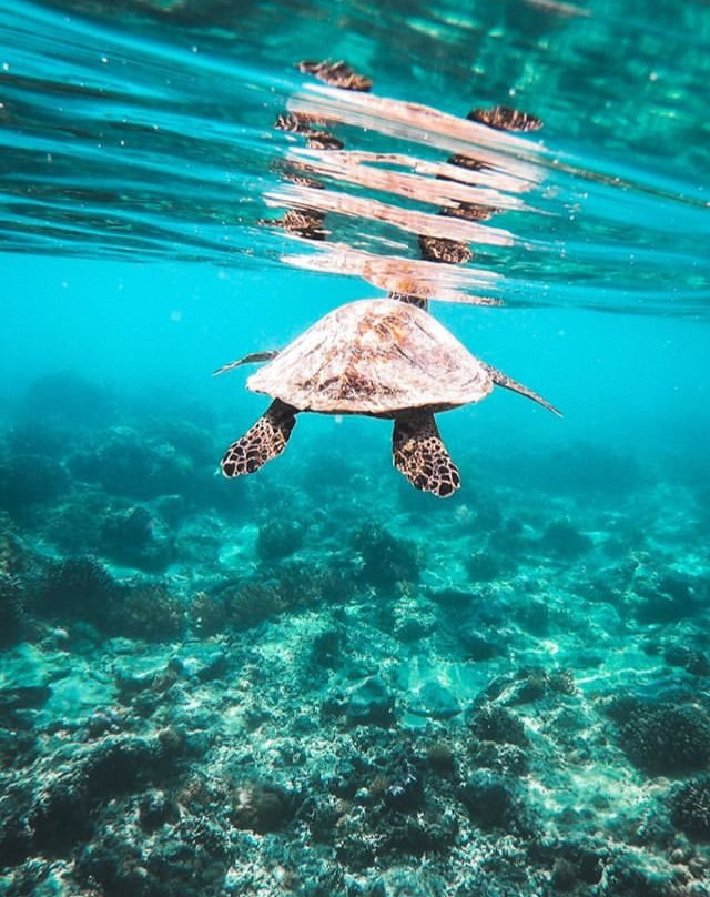 Gili Islands Divers景点图片
