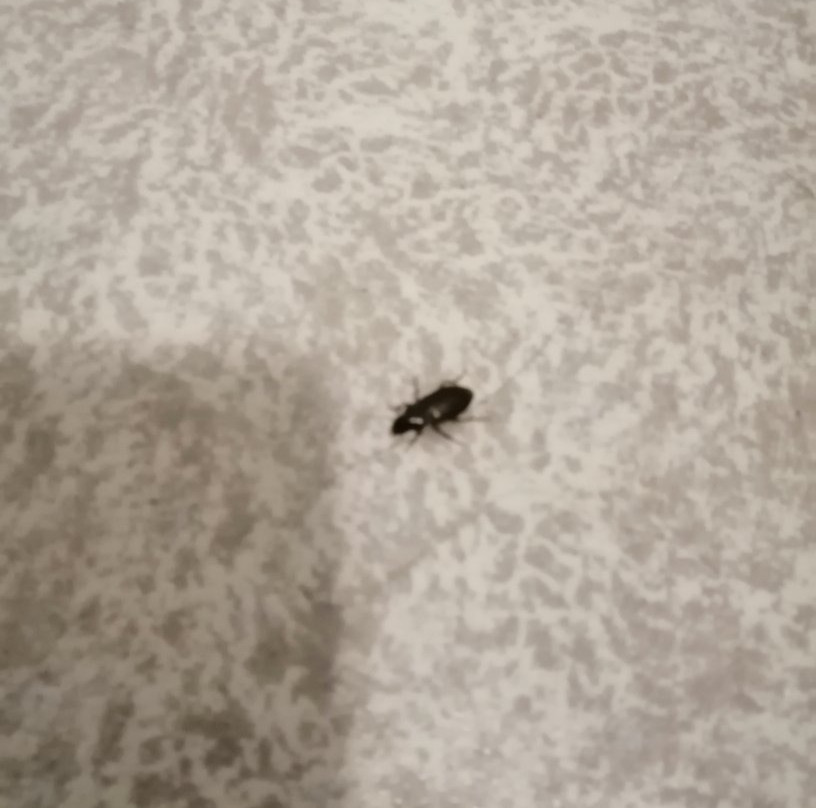 快速宫殿酒店主图