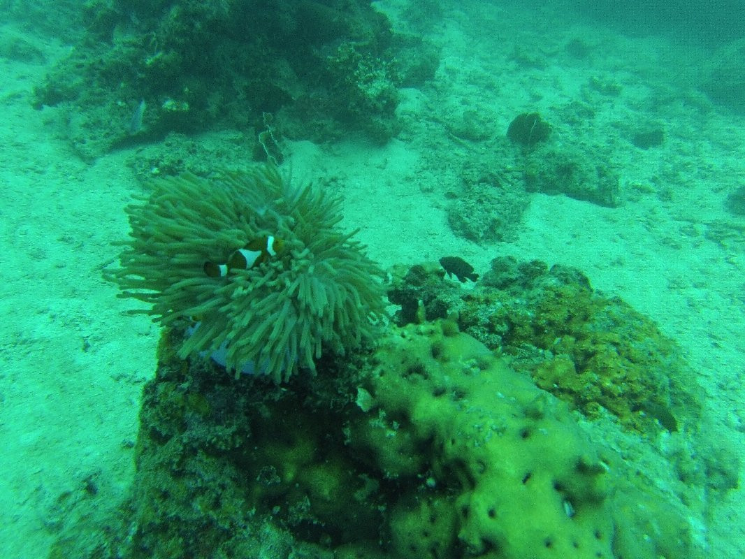 Monkey Dives Perhentian景点图片