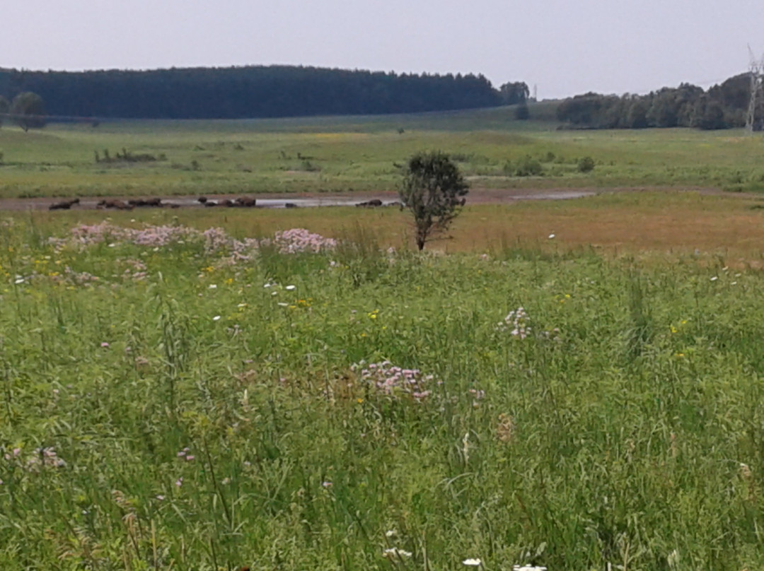 Nachusa Grasslands景点图片