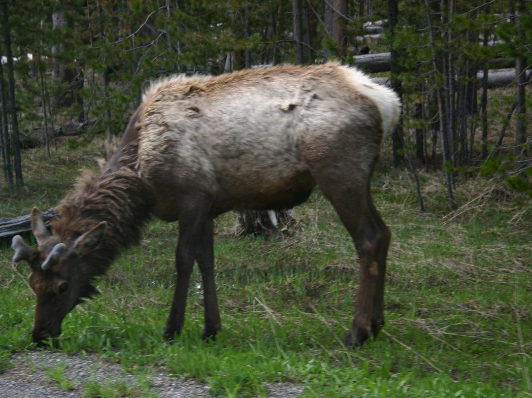 曼迪逊露营地主图