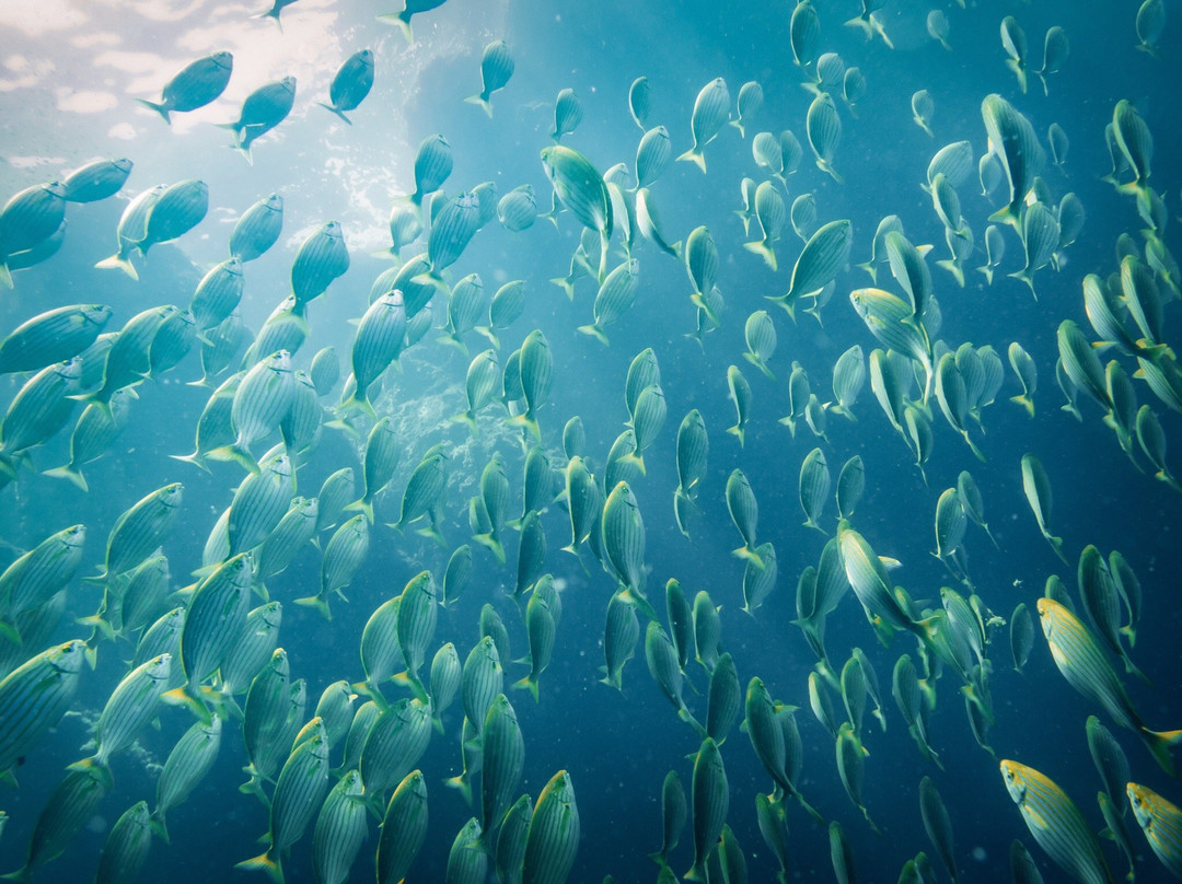 Diving Group Portofino景点图片