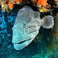 Rayong Dive Center-罗勇必去景点