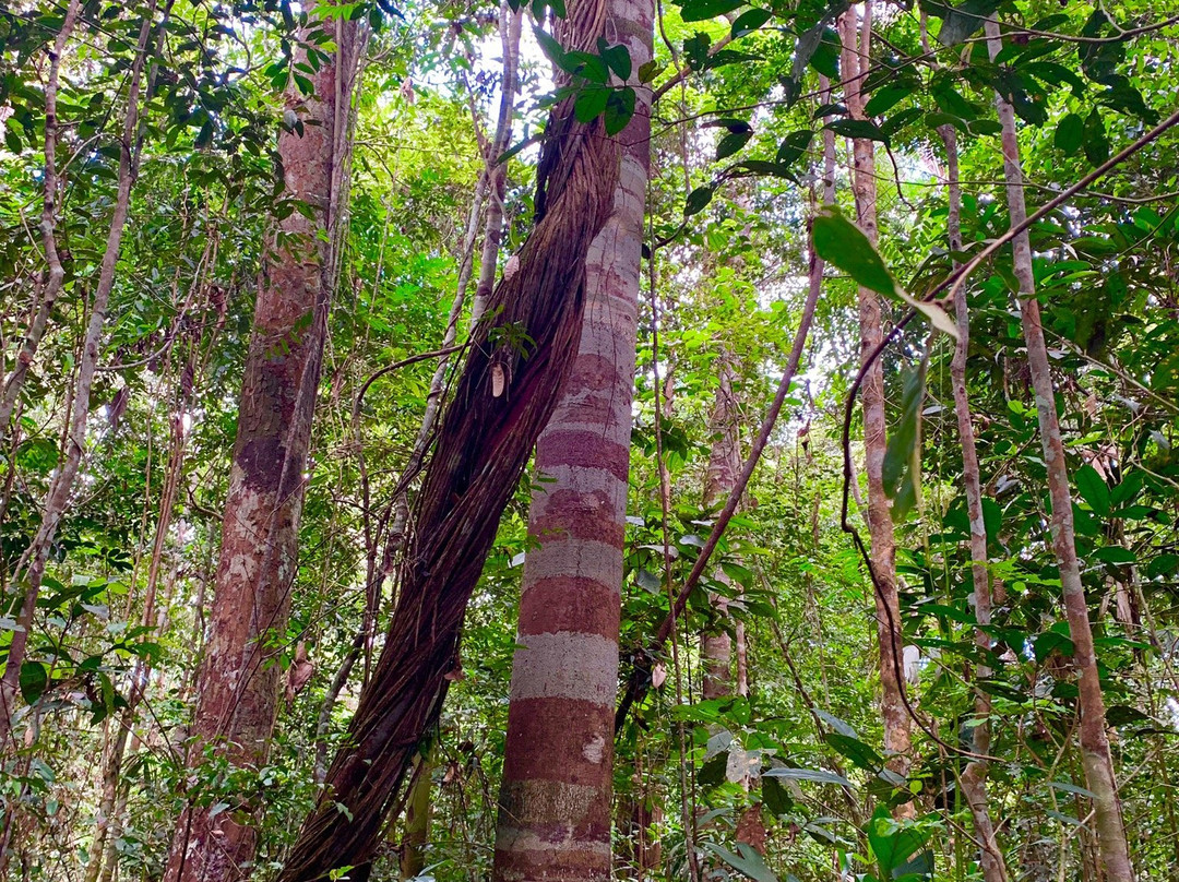 Puyanawa Tribe-Cruzeiro do Sul必去景点