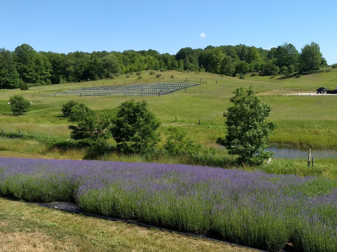 The Lavender Hill景点图片