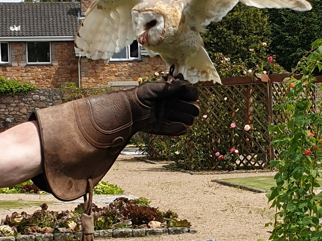 Jersey Falconry-St. John必去景点