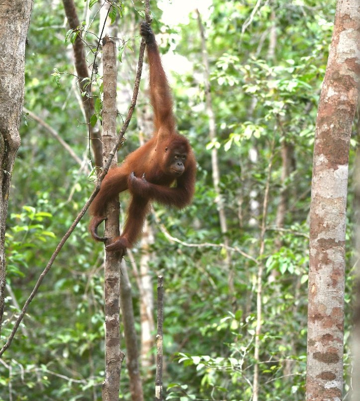 Borneo Eco Tour景点图片
