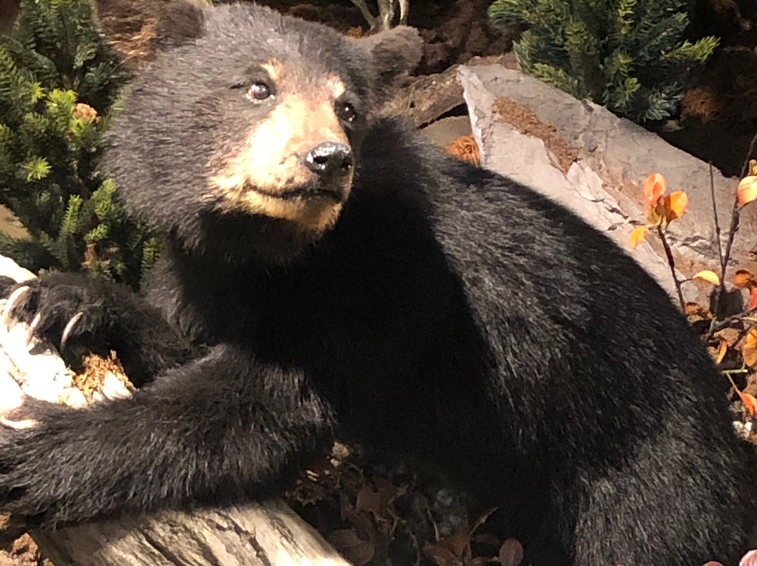 Bear River State Park-埃文斯顿必去景点